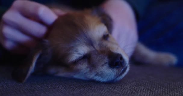 Anak anjing tidur di sofa — Stok Video