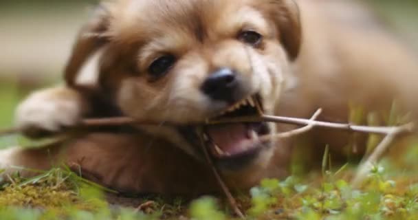 Filhote de cachorro brincando no jardim — Vídeo de Stock