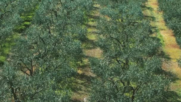 大片的橄榄树林 — 图库视频影像