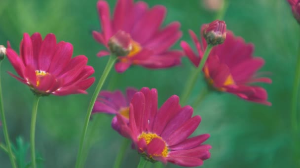 Paarse bloemen in de tuin — Stockvideo