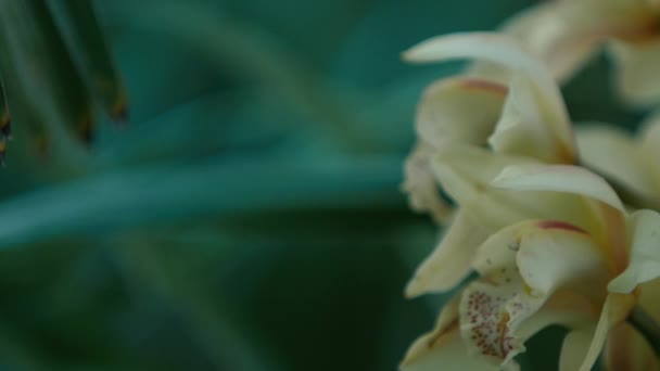 Orquídeas bonitas no jardim — Vídeo de Stock