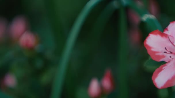 Красиві квіти в саду — стокове відео