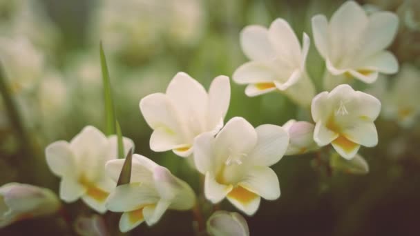 Vita blommor i trädgården — Stockvideo