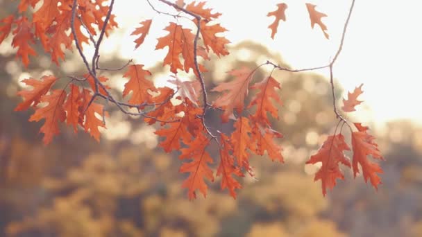 Colpo tenuto in mano di foglie autunnali su ramo — Video Stock