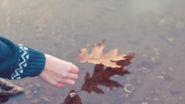 Foglia d'autunno galleggiante sul lago — Video Stock