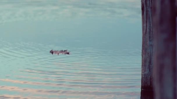 Frunza de toamnă plutind pe lac. Împușcat în mișcare lentă — Videoclip de stoc