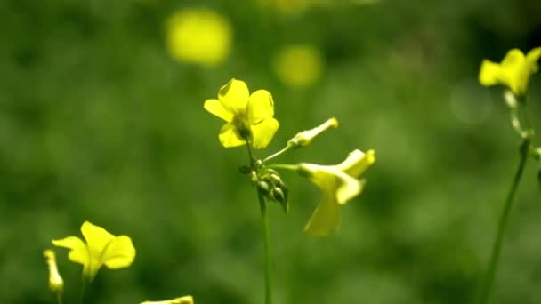 Plan au ralenti de l'abeille volant pour fleurir — Video