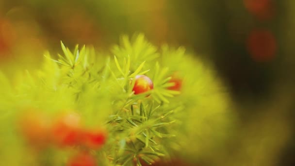 Branche avec des berrys rouges agitant dans le vent. Tourné au ralenti — Video