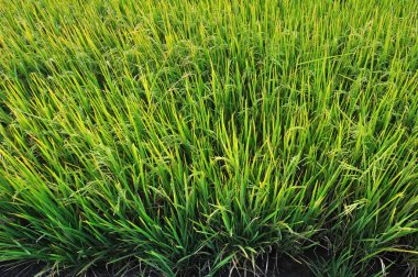 yeşil pirinç tarlası