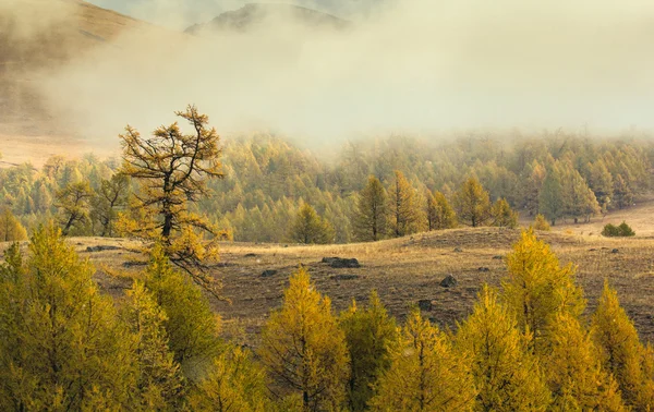 Mal tiempo con nieve en el bosque amarillo — Foto de Stock