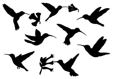 Colibri Silhouettes - vektör görüntü kümesi