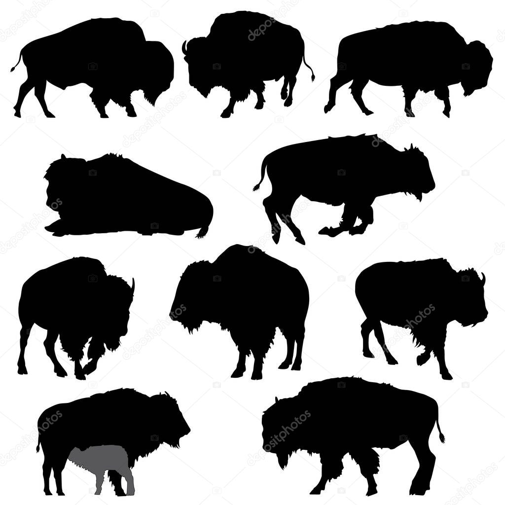 American bison silhouettes isolated on the white background