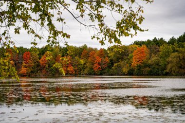 Kanada göl kenarındaki renkli sonbahar ağaçları.