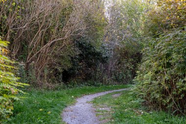 Oshawa 'daki McLaughlin Körfezi Vahşi Yaşam Koruma Alanı.