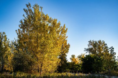 Toronto 'daki Tommy Thompson Parkı.