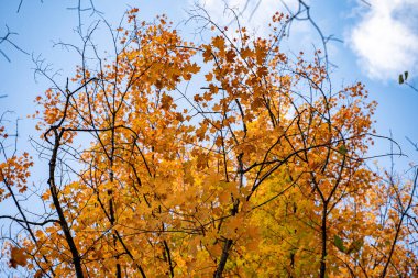 Sonbahar mevsiminde ağaç dallarında altın akçaağaç yaprakları.