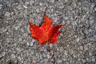 Sonbaharda dokulu asfalt yüzeyinde kırmızı akçaağaç yaprağı.