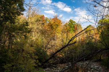 Renkli sonbahar ağaçları ve kayalık bir derenin üzerinde devrilmiş dalları olan bir orman..