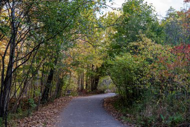 Huzurlu bir ormanda renkli sonbahar ağaçlarıyla çevrili kıvrımlı yürüyüş yolu..