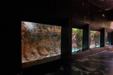 Montreal Biodome 'daki tropikal yağmur ormanları bölümünün iç görünümü.