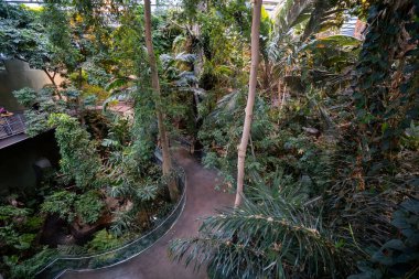 Montreal Biodome 'daki tropikal yağmur ormanları bölümünün iç görünümü.