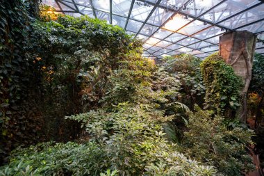 Montreal Biodome 'daki tropikal yağmur ormanları bölümünün iç görünümü.