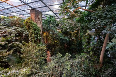 Montreal Biodome 'daki tropikal yağmur ormanları bölümünün iç görünümü.