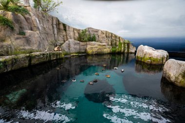 Montreal Biodome 'daki St. Lawrence Körfezi bölümünün görüntüsü.