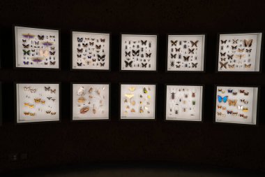 Kelebeğin ve böcek numunelerinin görüntüsünü kapat.