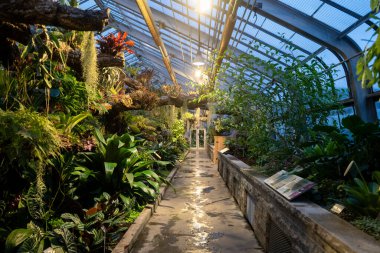 Jardin Botanique 'deki bir seranın içindeki bitkilerin görüntüsü..
