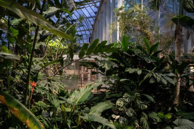 Jardin Botanique 'deki bir seranın içindeki bitkilerin görüntüsü..