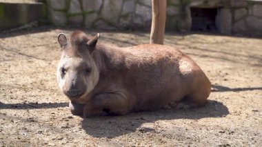 Belgrad Hayvanat Bahçesi 'ndeki kafeste yaban domuzu