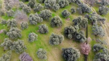 Zeytin Ağaçlı Arazinin Havadan Görünümü