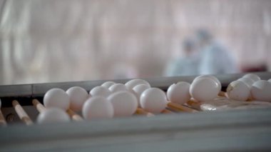 Tavuk yumurtaları kümes hayvanları çiftliğinde bir taşıyıcı boyunca hareket ediyor.