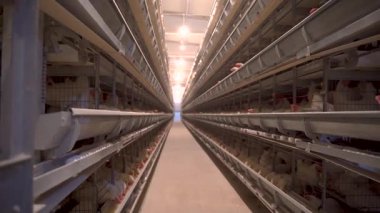 Endüstriyel çiftlikte kafeslerde tavuklar ve yumurtalar