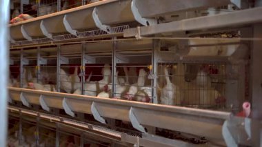 Endüstriyel çiftlikte kafeslerde tavuklar ve yumurtalar