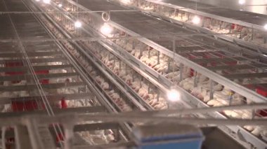 Endüstriyel çiftlikte kafeslerde tavuklar ve yumurtalar