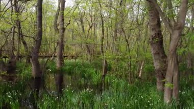 Ormanda ahşap köprü