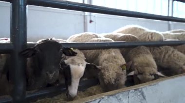 Mandıra ve et üretimi için modern koyun çiftçiliği manzarası