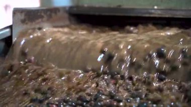 Fabrikadaki makine bandında siyah zeytinlerin yavaş çekim görüntüsü