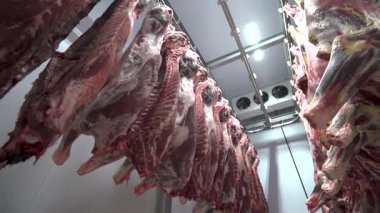 Bir mezbahanın soğutma deposunda asılı duran ölü inek eti.