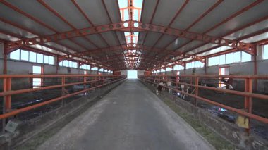 Süt çiftliği binasının içindeki inekler.