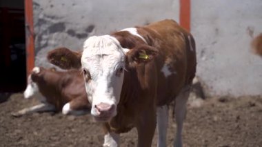 Süt çiftliğindeki sığırlar 4K