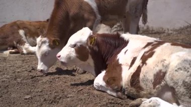 Süt çiftliğindeki sığırlar 4K