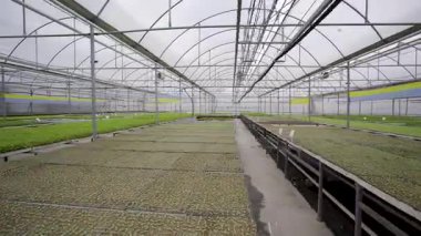 Tohumlar modern bir serada yetişiyor.