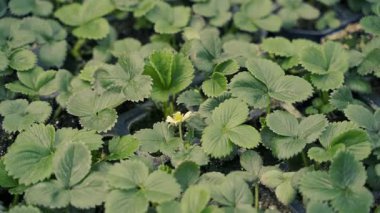 Çilek tohumu serada filizleniyor