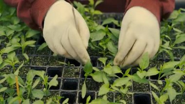 4K serasında fidanlar eken işçiler