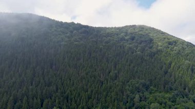 Çam ormanlarının sisli havadaki dağ manzarası