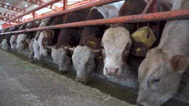 Modern süt çiftliğinde saman yiyen süt inekleri