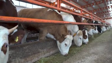 Süt çiftliğinde saman yiyen inek sürüsü